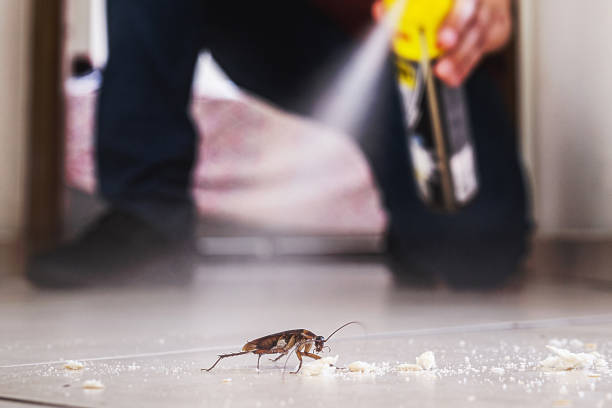 Best Wasp Removal Services  in Wesley Chapel, NC